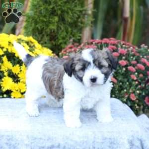 Autumn, Havachon Puppy